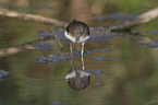 walking Green Sandpiper