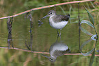 walking Green Sandpiper