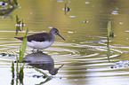 standing Green Sandpiper