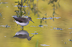 standing Green Sandpiper