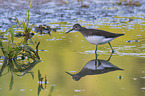 walking Green Sandpiper