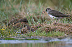 standing Green Sandpiper