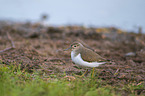 green sandpiper