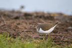 green sandpiper