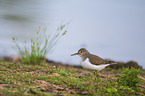 green sandpiper