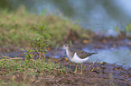 green sandpiper