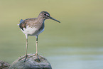 green sandpiper