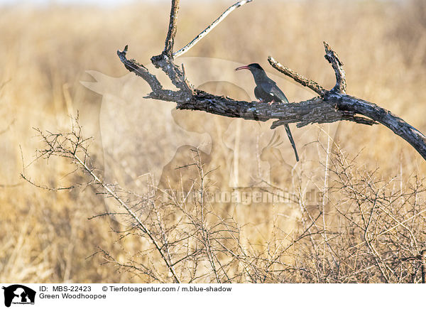 Sdafrikanischer Grnbaumhopf / Green Woodhoopoe / MBS-22423