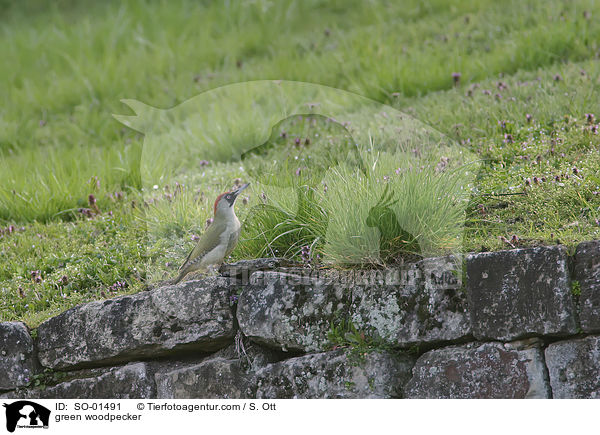 green woodpecker / SO-01491