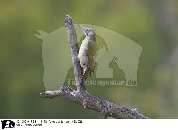 green woodpecker / SO-01738