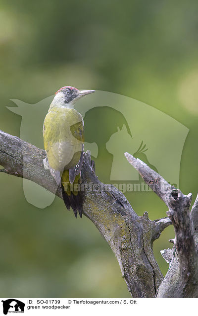 green woodpecker / SO-01739