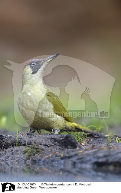 stehender Grnspecht / standing Green Woodpecker / DV-03674