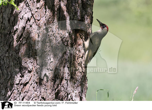 Green woodpecker feeds young bird / FF-11464