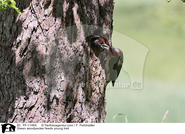 Grnspecht fttert Jungtier / Green woodpecker feeds young bird / FF-11465