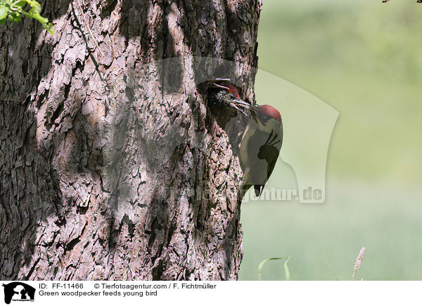 Green woodpecker feeds young bird / FF-11466