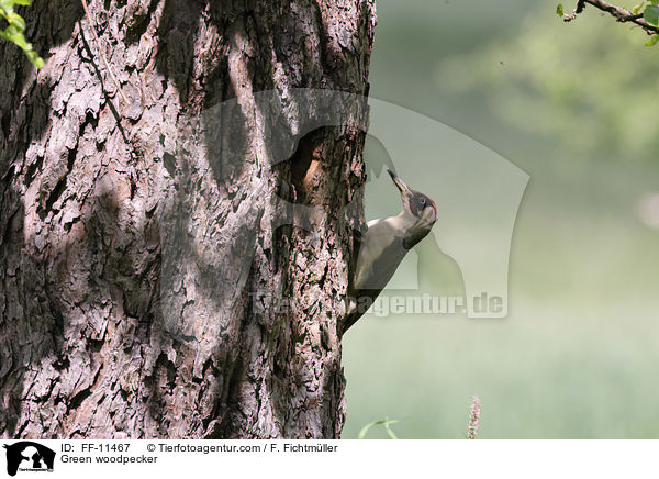 Green woodpecker / FF-11467