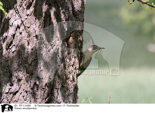 Green woodpecker / FF-11468