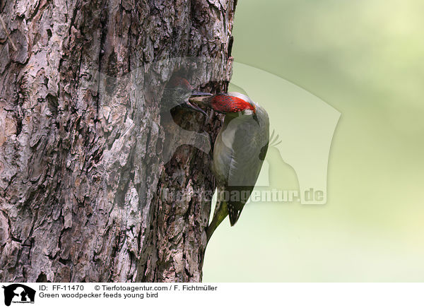 Green woodpecker feeds young bird / FF-11470