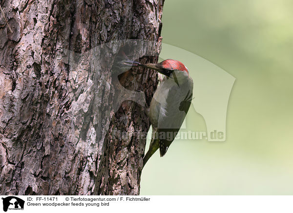 Green woodpecker feeds young bird / FF-11471