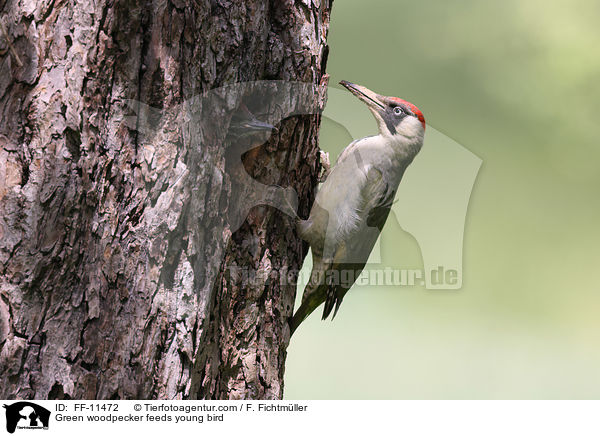 Green woodpecker feeds young bird / FF-11472