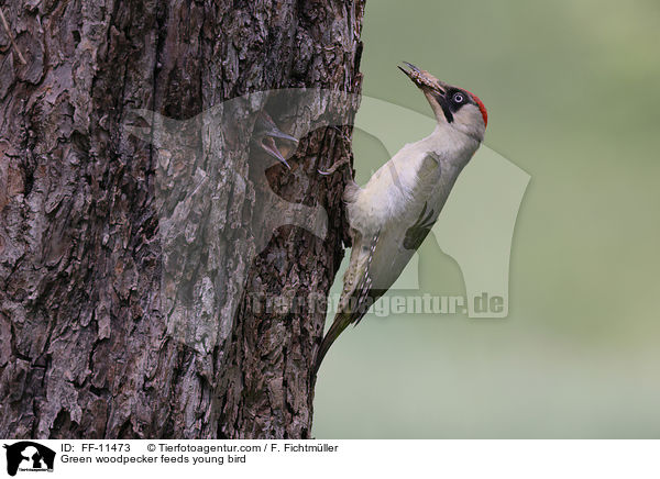 Green woodpecker feeds young bird / FF-11473