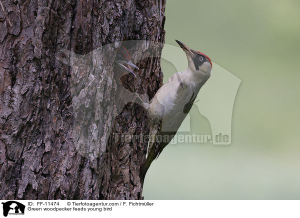 Green woodpecker feeds young bird / FF-11474