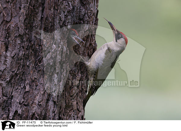 Green woodpecker feeds young bird / FF-11475