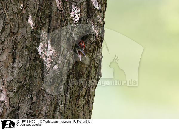 Green woodpecker / FF-11476