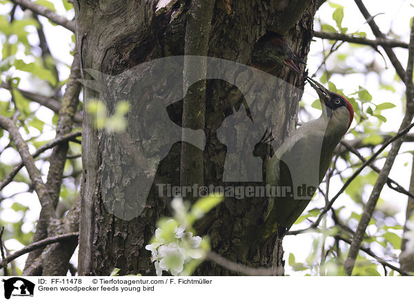 Green woodpecker feeds young bird / FF-11478