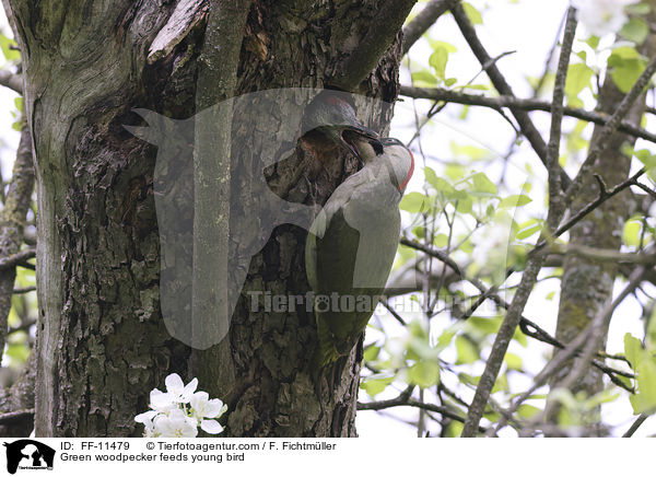 Green woodpecker feeds young bird / FF-11479