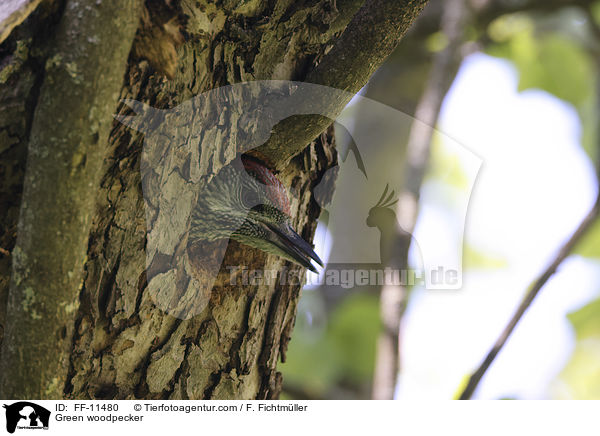 Green woodpecker / FF-11480