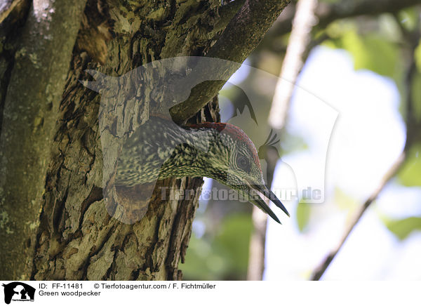 Green woodpecker / FF-11481