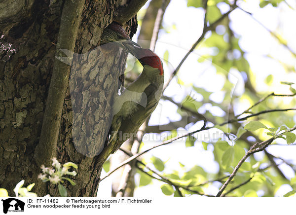 Green woodpecker feeds young bird / FF-11482