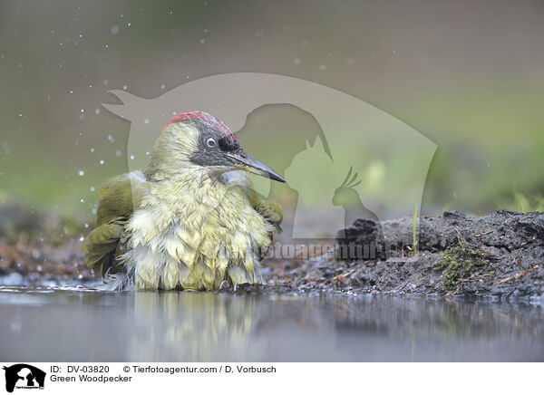 Green Woodpecker / DV-03820