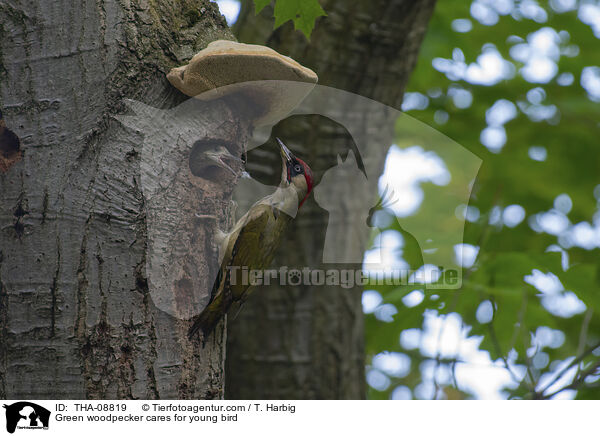 Grnspecht versorgt Jungvogel / Green woodpecker cares for young bird / THA-08819