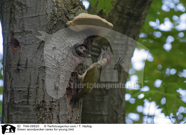 Grnspecht versorgt Jungvogel / Green woodpecker cares for young bird / THA-08820
