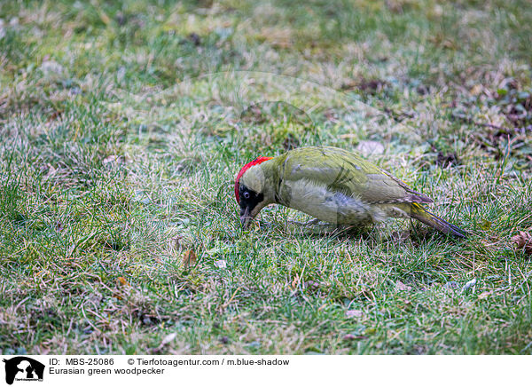 Grnspecht / Eurasian green woodpecker / MBS-25086