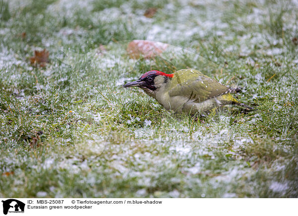 Grnspecht / Eurasian green woodpecker / MBS-25087