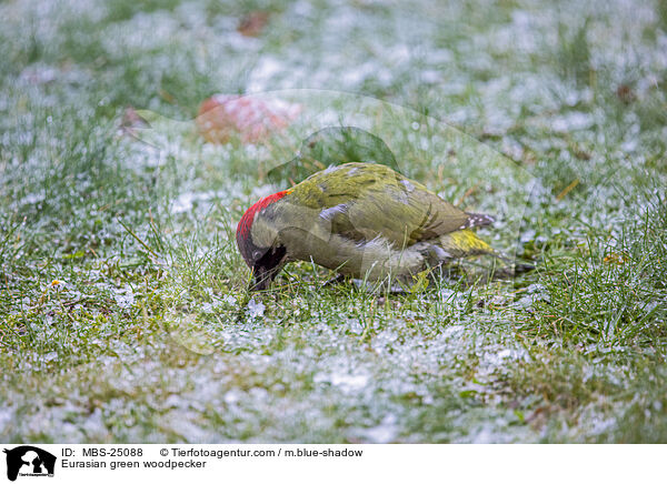 Grnspecht / Eurasian green woodpecker / MBS-25088
