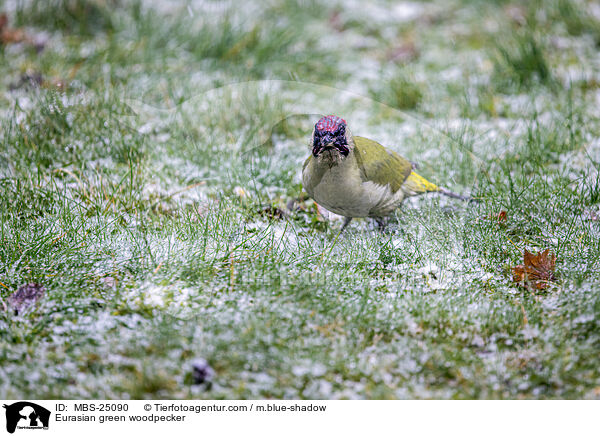 Eurasian green woodpecker / MBS-25090