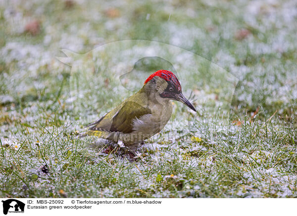 Grnspecht / Eurasian green woodpecker / MBS-25092