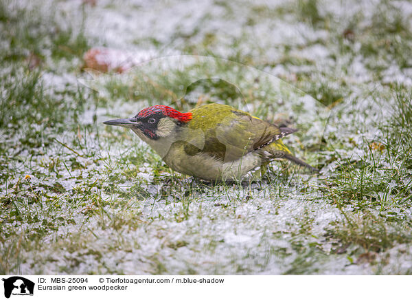 Grnspecht / Eurasian green woodpecker / MBS-25094
