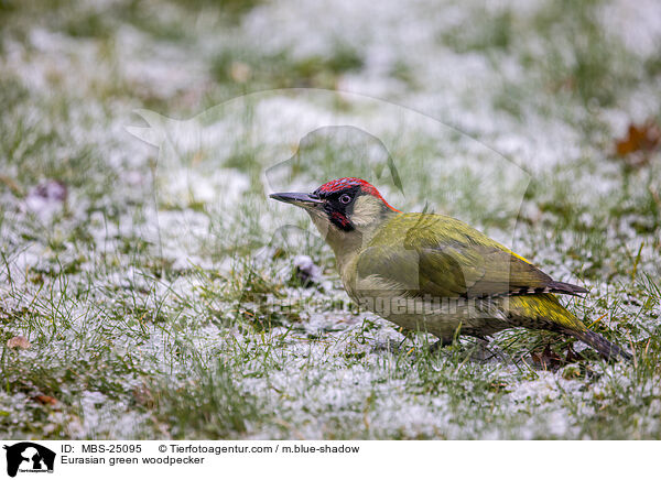 Grnspecht / Eurasian green woodpecker / MBS-25095