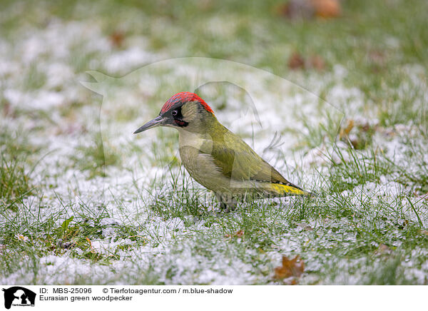Grnspecht / Eurasian green woodpecker / MBS-25096