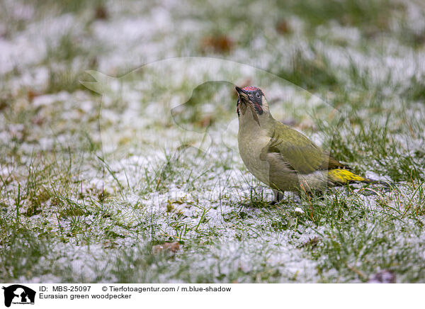 Eurasian green woodpecker / MBS-25097