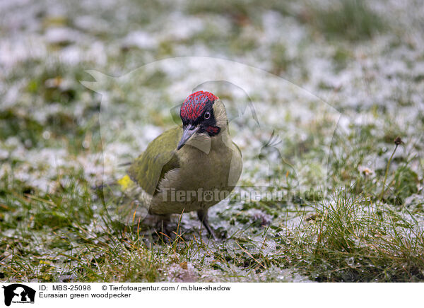 Eurasian green woodpecker / MBS-25098