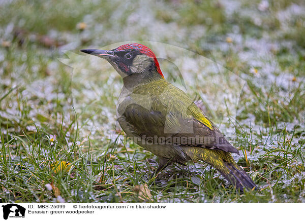 Grnspecht / Eurasian green woodpecker / MBS-25099