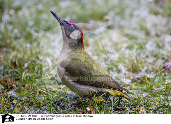 Grnspecht / Eurasian green woodpecker / MBS-25100