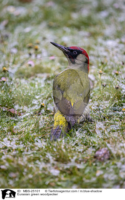 Eurasian green woodpecker / MBS-25101