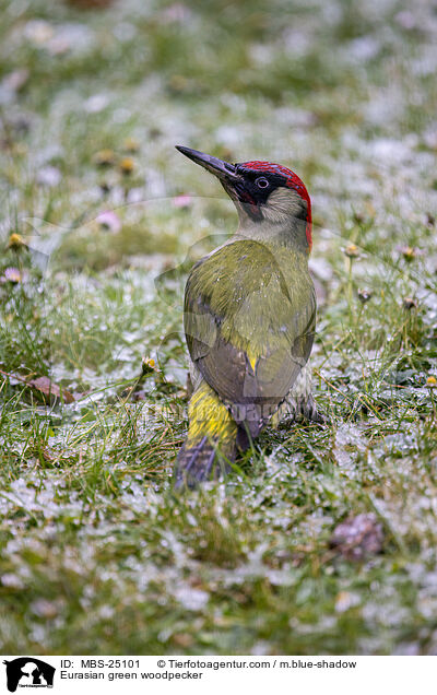 Grnspecht / Eurasian green woodpecker / MBS-25101